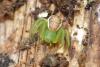 Diaea dorsata